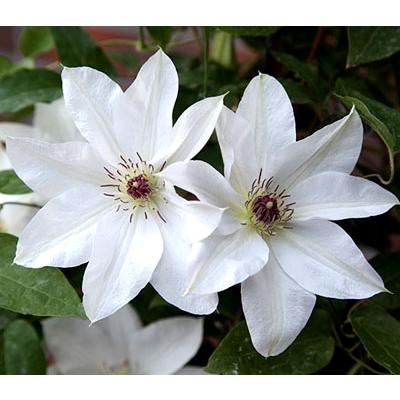 クレマチス '晴山（はるやま）' 系統：パテンス系 4.5号ロングポット