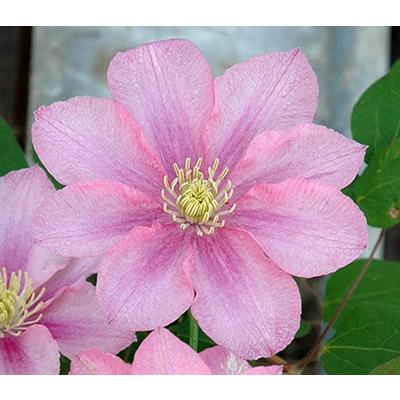 クレマチス 'ピンク・レディー' 系統：パテンス系 12cmポット : 大神