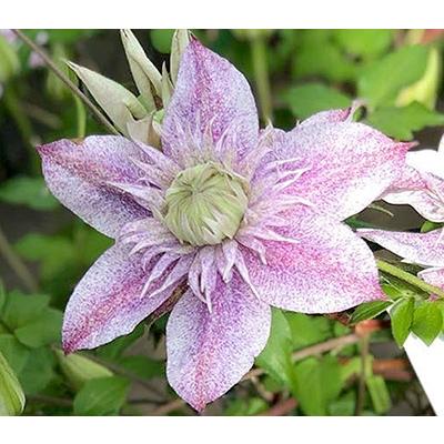 クレマチス '水面の妖精' 系統：フロリダ系 4.5号ロングポット : 大神
