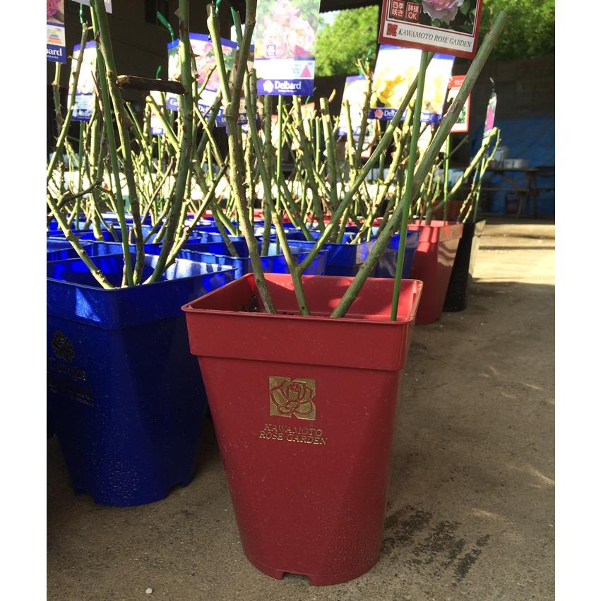 アンヌ（バラ苗：河本バラ園）大苗予約 《種苗登録出願中》 : 大神