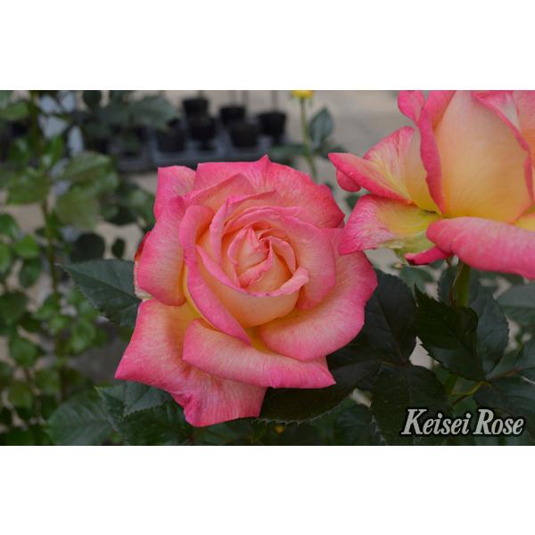 エンチャンティッド・ピース（バラ苗：四季咲き大輪系）大苗 《農林