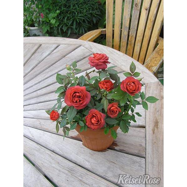 コーヒー・オベーション（大苗） 7号鉢植え バラ苗 《農林水産省 登録