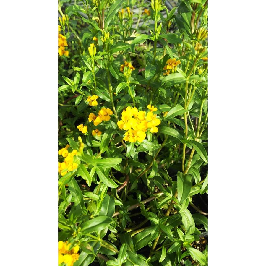 ミントマリーゴールド ハーブ苗 大神ファームyahoo 店 通販 Yahoo ショッピング