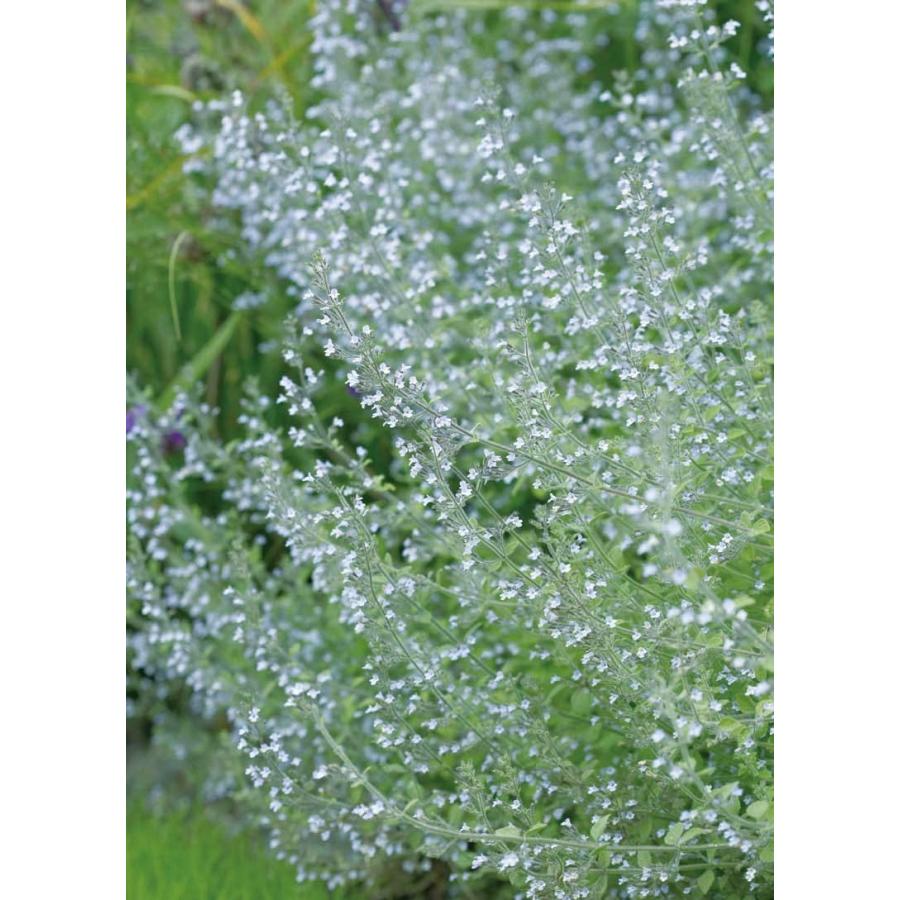 カラミンサ ブルークラウド 宿根草 大神ファームyahoo 店 通販 Yahoo ショッピング