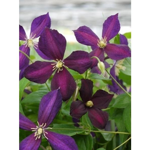 クレマチス ミケリティー ミケリテ 宿根草 系統 ジャックマニー系 新枝咲き 4 5号ポット 大神ファームyahoo 店 通販 Yahoo ショッピング