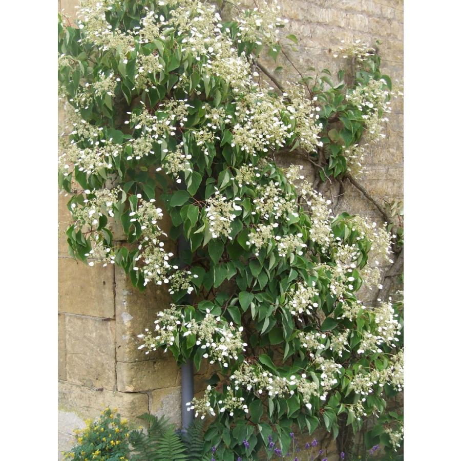 イワガラミ スノーセンセーション 耐寒性落葉つる性植物 大神ファームyahoo 店 通販 Yahoo ショッピング