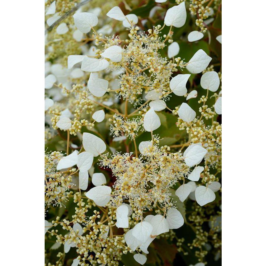 イワガラミ スノーセンセーション 耐寒性落葉つる性植物 大神ファームyahoo 店 通販 Yahoo ショッピング