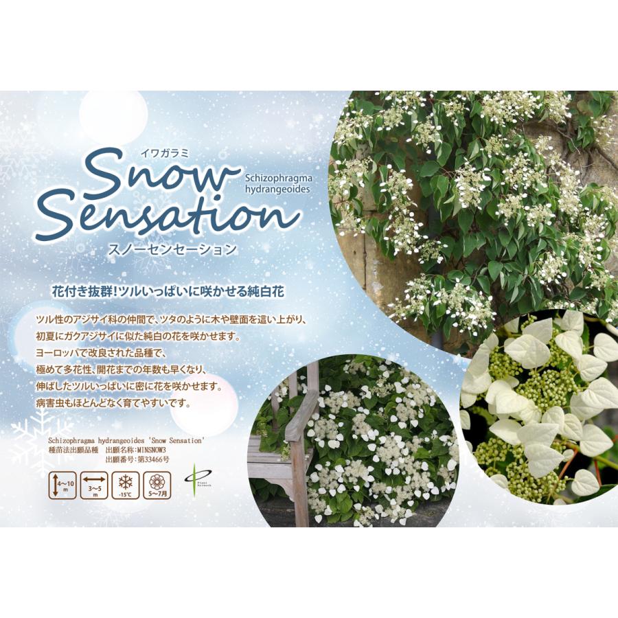 イワガラミ スノーセンセーション 耐寒性落葉つる性植物 大神ファームyahoo 店 通販 Yahoo ショッピング