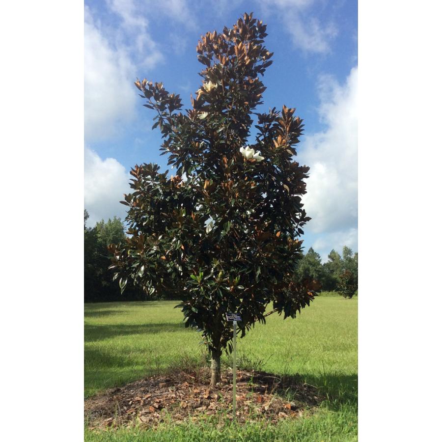 タイサンボク・リトルジェム 半耐寒性常緑高木 6号鉢 : 大神ファーム