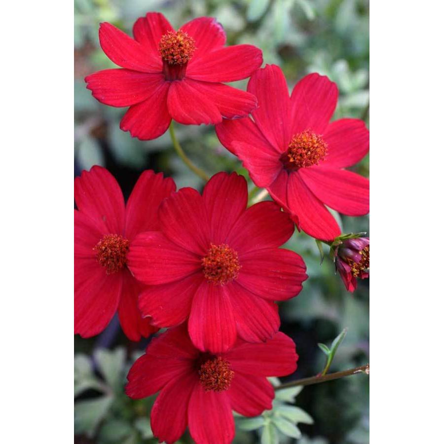 チョコレートコスモス ノエルルージュ 宿根草 Invest Realestate Ca