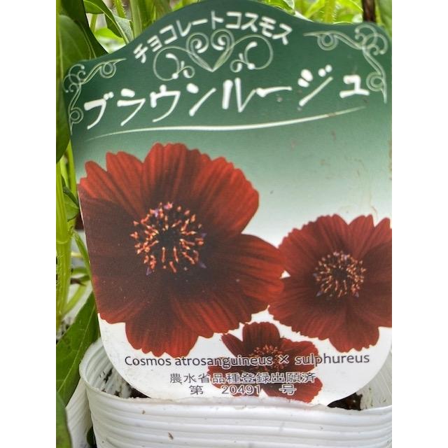 チョコレートコスモス ブラウンルージュ 宿根草 Willaklif Pl