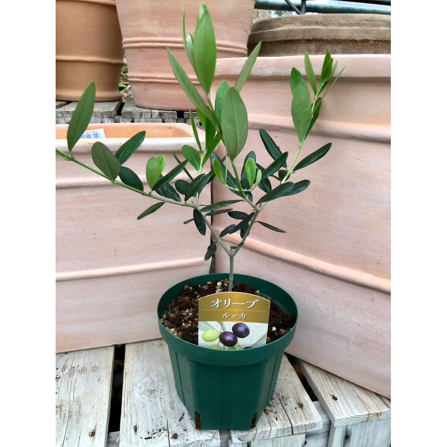オリーブ 'ルッカ' 果樹苗 5号スリット鉢植え : 大神ファームYahoo!店