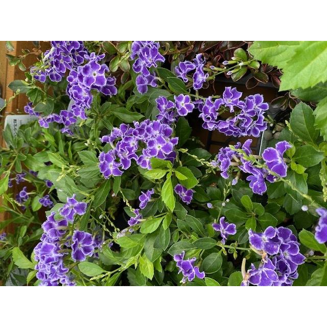 デュランタ 宝塚 宿根草 10 5cm Pacgroup Co Uk