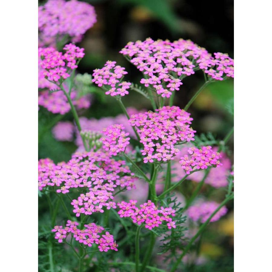 アキレア ピンク 西洋ノコギリソウ 宿根草 10 5cmポット 大神ファームyahoo 店 通販 Yahoo ショッピング