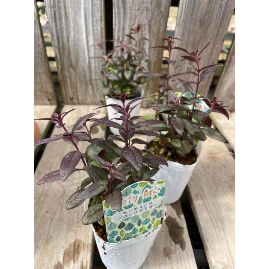 キンギョソウ ブロンズドラゴン 宿根草 Belle Ile Nature Org