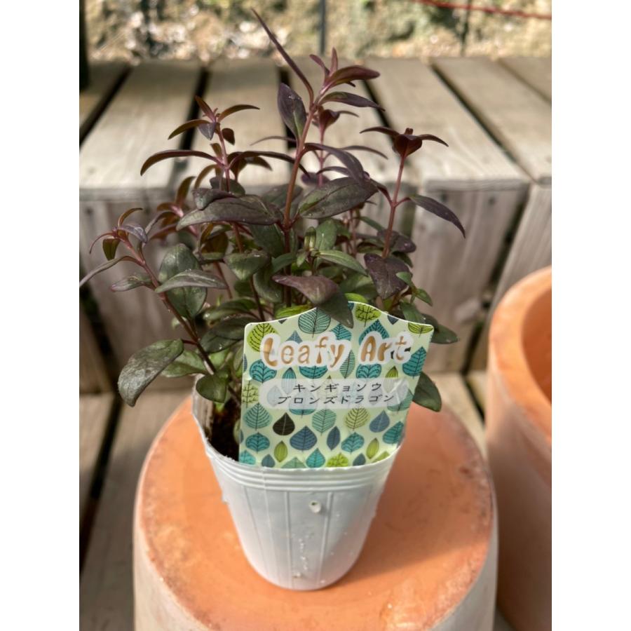 キンギョソウ ブロンズドラゴン 宿根草 大神ファームyahoo 店 通販 Yahoo ショッピング