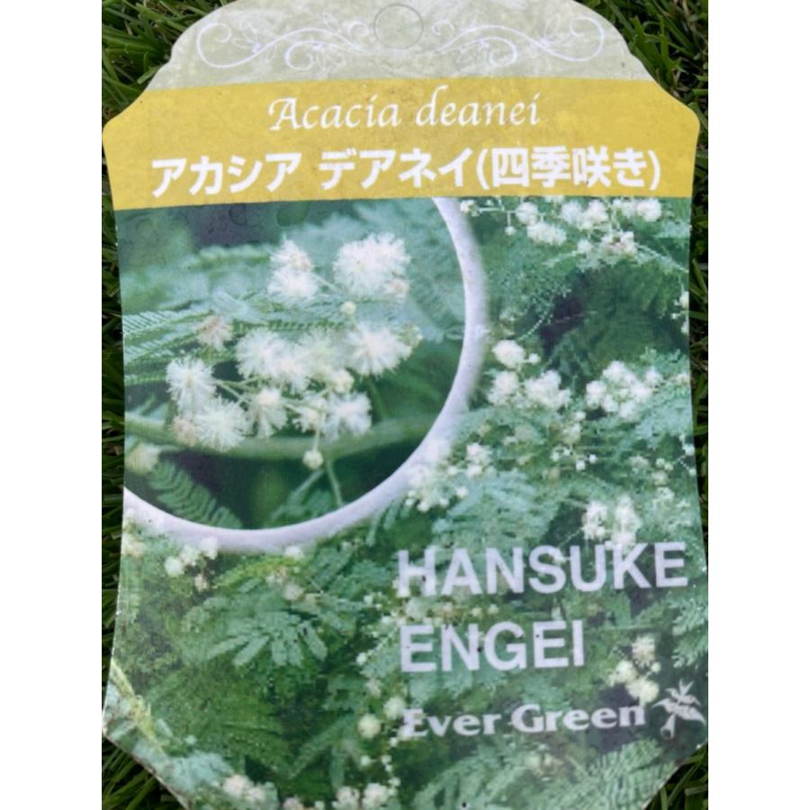 アカシア デアネイ 常緑樹 7号鉢 大神ファームyahoo 店 通販 Yahoo ショッピング