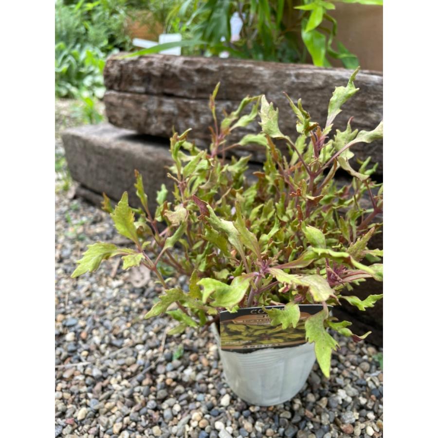 栄養系コリウス ヒップスターズ Piper 一年草 10 5cmポット 大神ファームyahoo 店 通販 Yahoo ショッピング