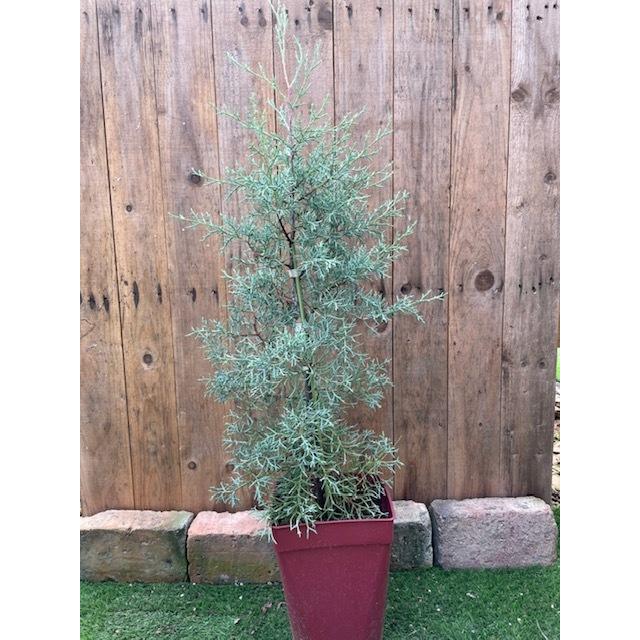 コニファー ブルーアイス 常緑針葉樹 7号鉢 大神ファームyahoo 店 通販 Yahoo ショッピング