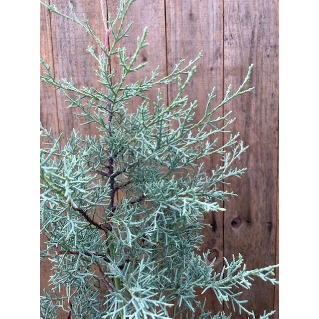 コニファー ブルーアイス 常緑針葉樹 7号鉢 大神ファームyahoo 店 通販 Yahoo ショッピング