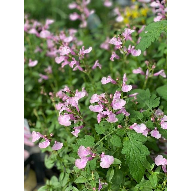 サルビア ミラージュ チェリーセージ ソフトピンク 耐寒性宿根草 10 5cm 大神ファームyahoo 店 通販 Yahoo ショッピング