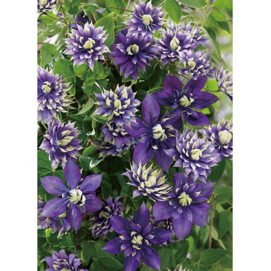 クレマチス '大河' 系統：フロリダ系 新旧枝咲き 4.5号（13.5cm