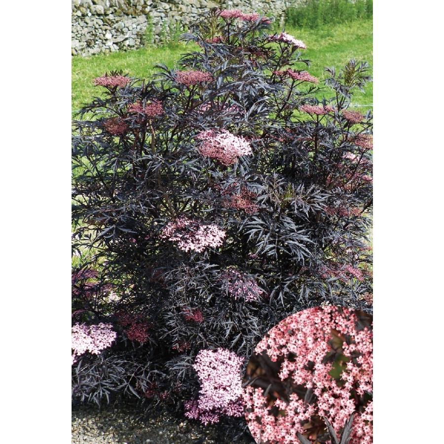 ブラックサンブカゼブラドリンクのレシピ