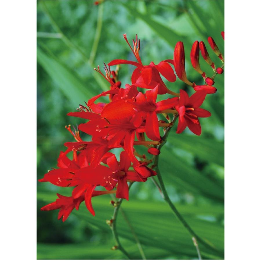 クロコスミア ルシファー 耐寒性宿根草 9cm深ポット 大神ファームyahoo 店 通販 Yahoo ショッピング