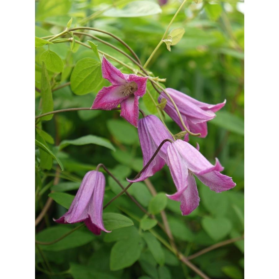 クレマチス 踊場 系統 テキセンシス ビオルナ系 4 5号ポット 大神ファームyahoo 店 通販 Yahoo ショッピング