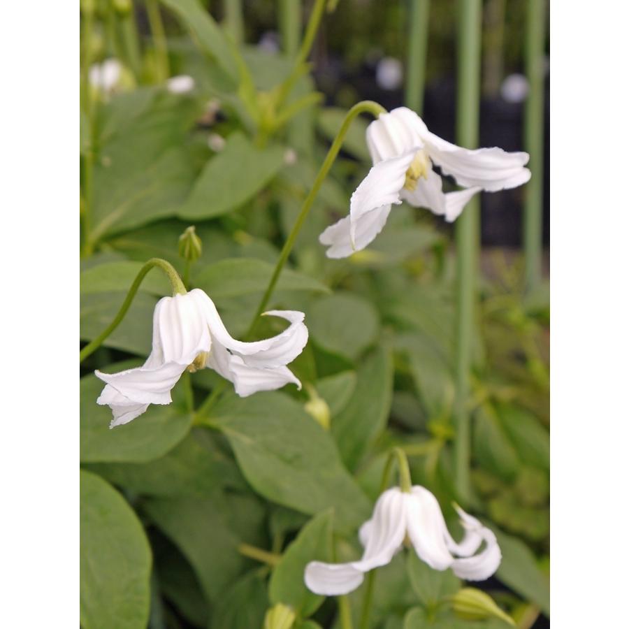 白麗　ハクレイ　クレマチスの種 園芸ネット本店｜クレマチス：ハクレイ（白麗）4.5号ポット（インテグ