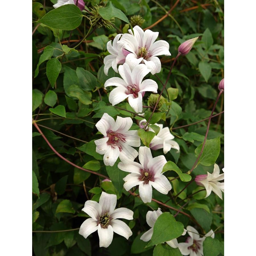 クレマチス 'プリンセス・ケイト' 4.5号ロングポット : 大神ファーム