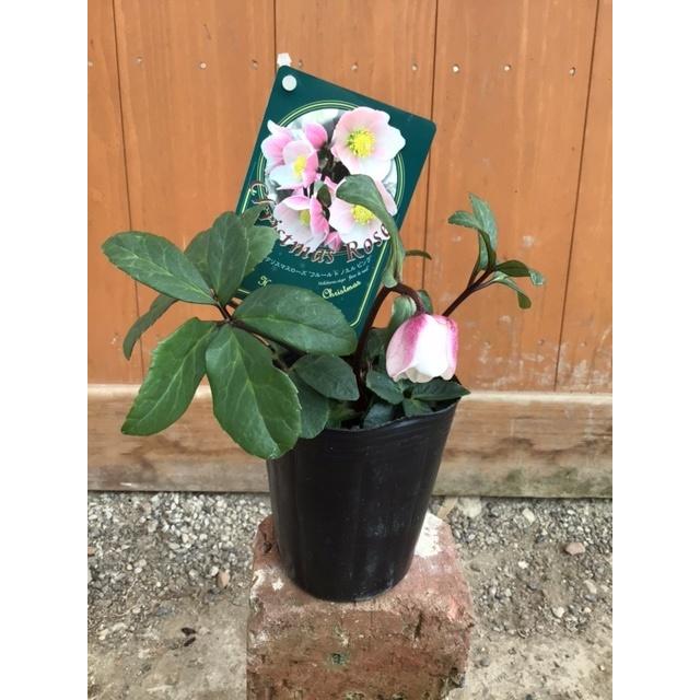 クリスマスローズ・ニゲル 'フルール・ド・ノエル' ピンク 9cmポット