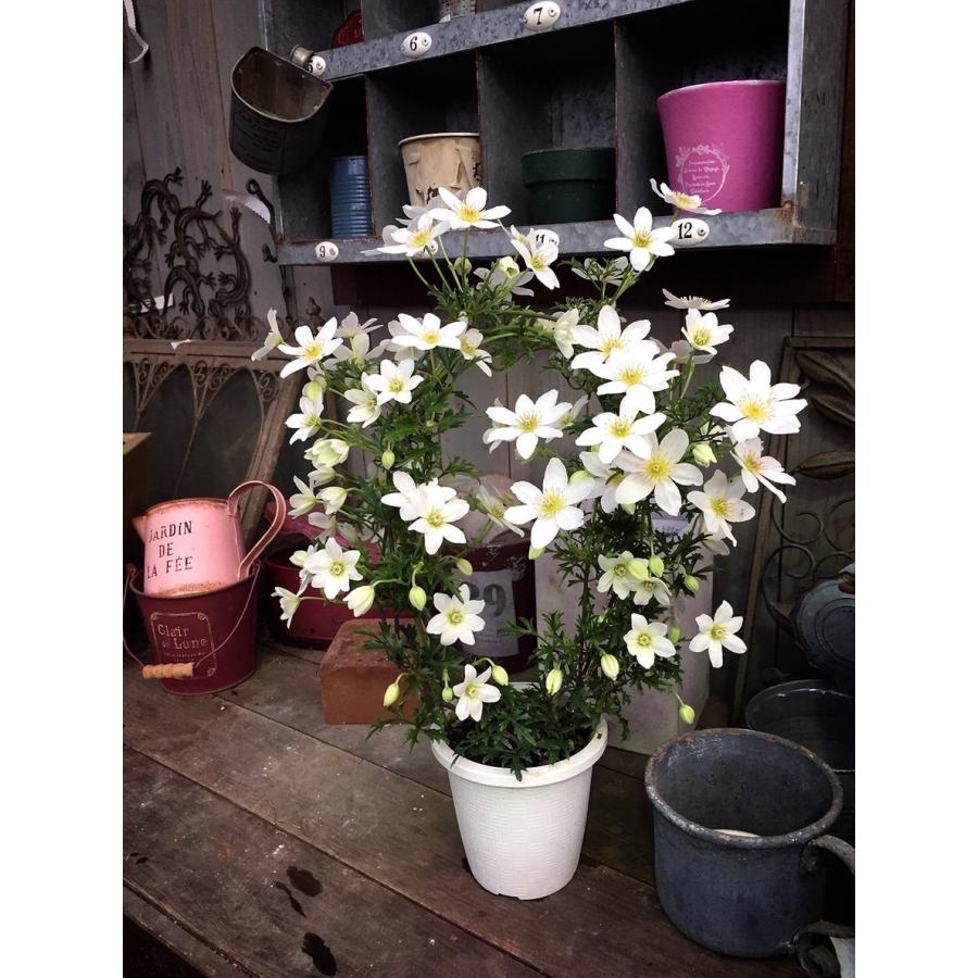 chi☆様 リクエスト 3点 クレマチスウェッセルトンカートマニージョー他