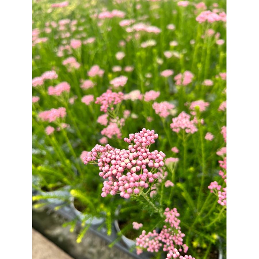 ライスフラワー・ホットピンク 宿根草 5号スリット鉢植え : 大神