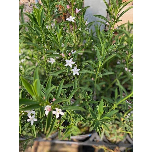 エリオステモン 半耐寒性常緑低木 9cmポット 大神ファームyahoo 店 通販 Yahoo ショッピング