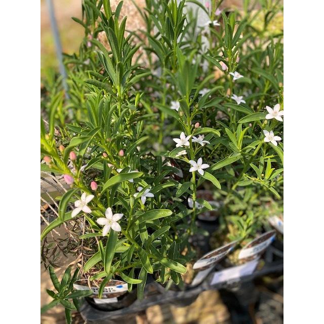 エリオステモン 半耐寒性常緑低木 6号鉢植え : 大神ファームYahoo!店