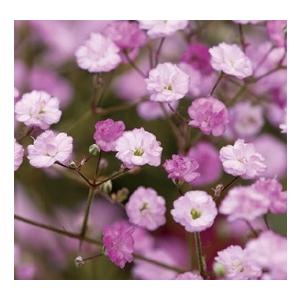 かすみ草 宿根かすみ草 'フェスティバルシリーズ' ピンク（宿根草） 八重咲き