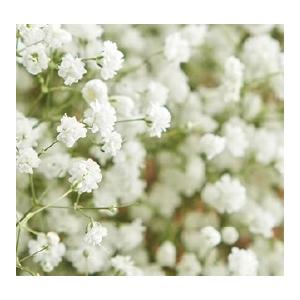 宿根かすみ草 'フェスティバルシリーズ' ホワイト（宿根草）八重咲き