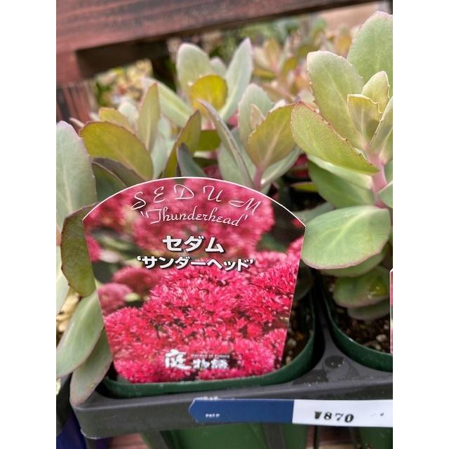 セダム 'サンダーヘッド' 宿根草 11cm角ポット : 大神ファームYahoo!店