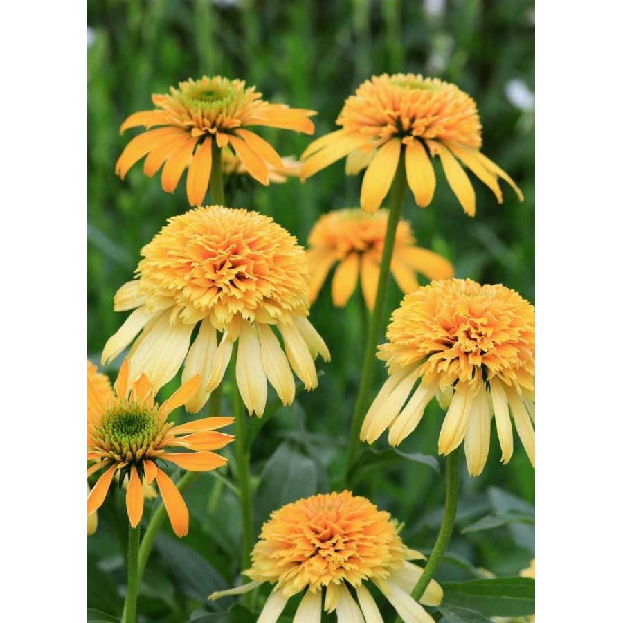 エキナセア・レモンドロップ 宿根草 11cm角ポット : 大神