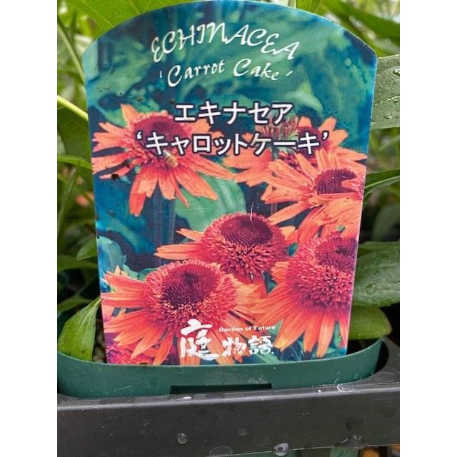 エキナセア・キャロットケーキ 宿根草 11cm角ポット : 大神ファーム