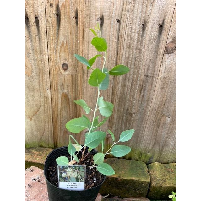 ユーカリ デュエルベータ ユーカリ・デュアルベータ（ハーブ苗）6号鉢植え : 大神ファームYahoo