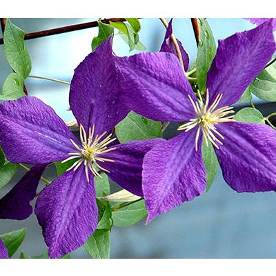 クレマチス 'ジャックマニー' （系統：ジャックマニー系）12cmポット
