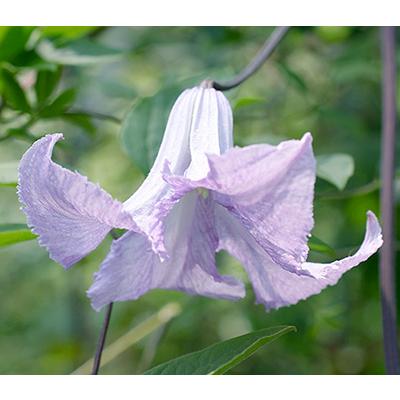 クレマチス 'ベティー・コーニング' 系統：ビチセラ系 4.5号ロング