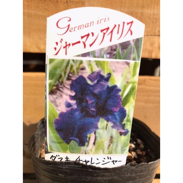 ジャーマンアイリス 'ダスキーチャレンジャー' 球根植物 : 大神