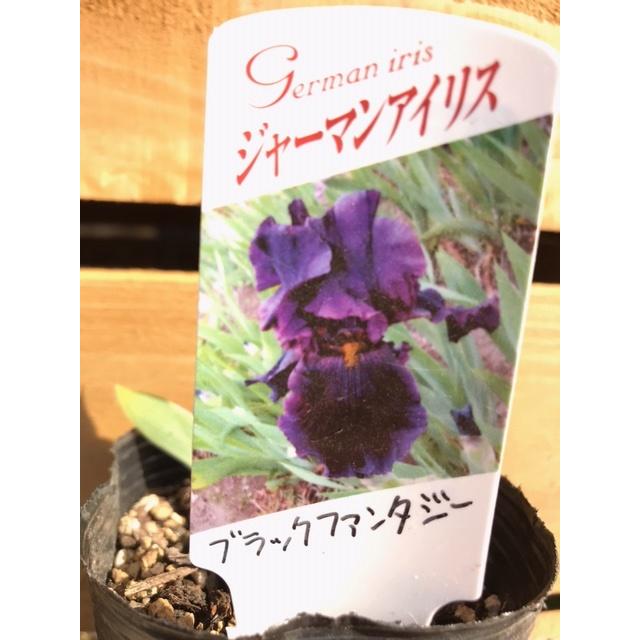 ジャーマンアイリス 'ブラックファンタジー' 球根植物 : 大神ファーム