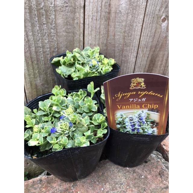 アジュガ・バニラチップ（宿根草）10.5cmポット : 大神ファームYahoo
