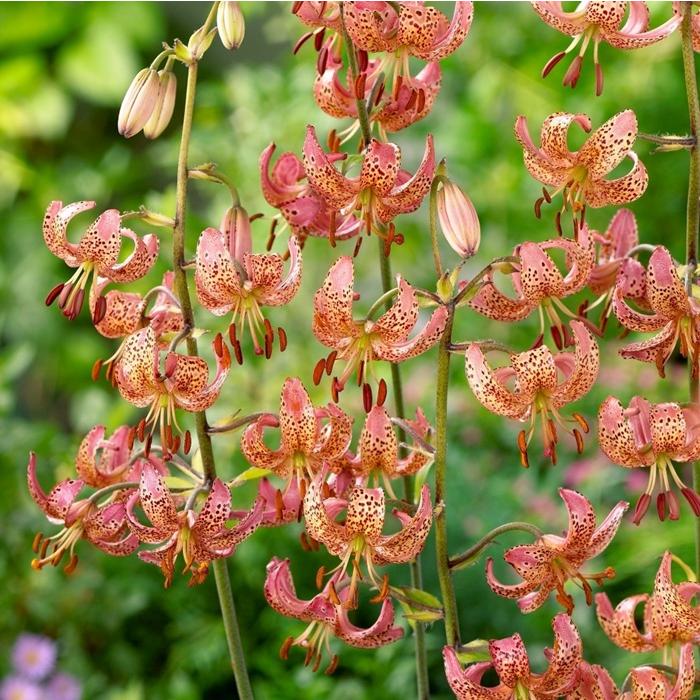 マルタゴンリリー 