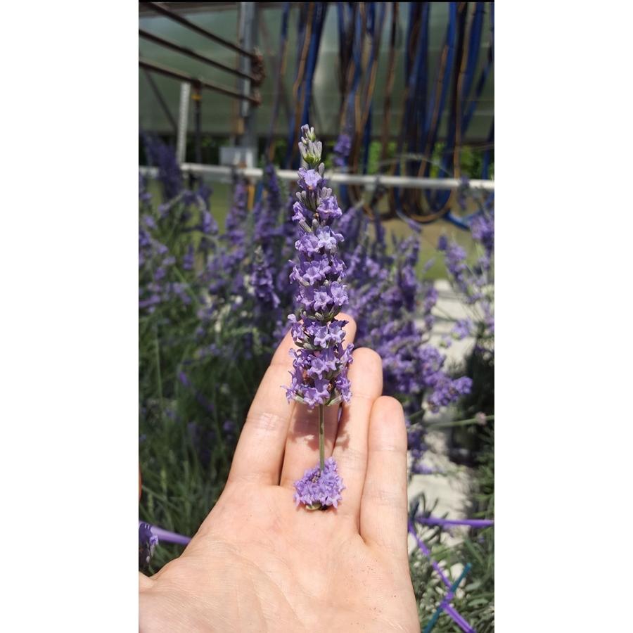 ラベンダー・フェノミナル（ラバンディン系） ハーブ苗 : 大神ファーム