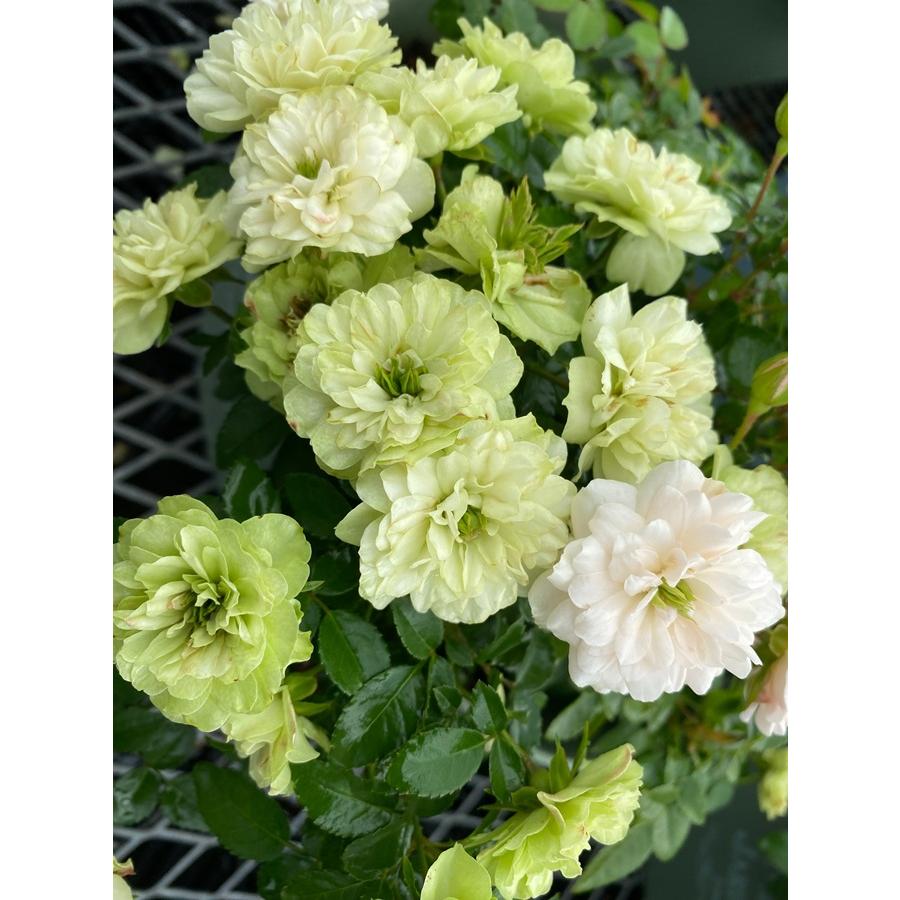 ミニバラ 'グリーンアイス' 5号鉢植え 四季咲き バラ苗 : 大神ファーム